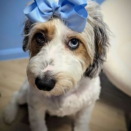 Jessi - Aussiedoodle
