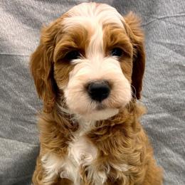 Blue Boy - Red  male Goldendoodle puppy in Travelers Rest, South Carolina from Bailey Mountain Doodles