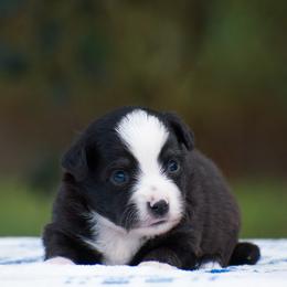 Smokey - Black tri male Miniature American Shepherd puppy in Chocowinity, North Carolina from Foxtail Hollow