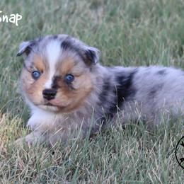 Snap - Blue merle male Miniature Australian Shepherd puppy in Garden Plain, Kansas from Krazy K Aussies