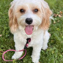 Cookie - Bernedoodle