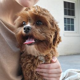 Cavapoos from Mandy Martin