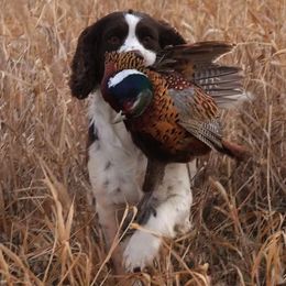 English Springer Spaniel All Grown Up from Sandhill Kennel