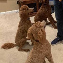 Macy - Poodle