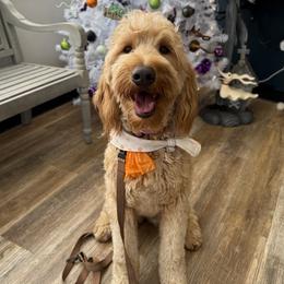 Kaya - Goldendoodle