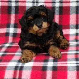 Lakota - Phantom male Poodle puppy in Hurricane Mills, Tennessee from Scenic Hills Kennels