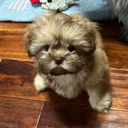 Rose - Brindle female Shih Tzu puppy in Springfield, Oregon from Oregon Shih Tzu
