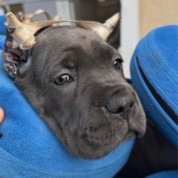 Pink - Gray female Cane Corso puppy in Homeland, California from Dal Deserto Cane Corso