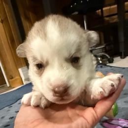 Sitka - Sable and white male Siberian Husky puppy in Avoca, Michigan from Repurposed Paradise Farm