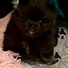 Rory - Black and tan female Pomeranian puppy in Arizona from Ma Petite Amore Pomeranians