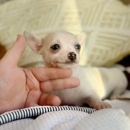 Maze - Cream and white female Chihuahua puppy in Alvord, Texas from Gift of Gods Favor