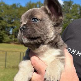 Anastasia (Stacy) - Blue female French Bulldog puppy in Chesnee, South Carolina from Michael & Raisa