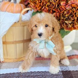 Copper - Red male Bernedoodle puppy in Russell Springs, Kentucky from 270 Doodles
