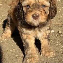Saffron - Tri-color female Bernedoodle puppy in Longmont, Colorado from Colorado Miniature Bernedoodle Puppies