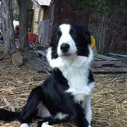 Border Collie Puppies from Stag Valley Homestead