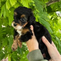 Neptune - Black tri-color male Aussiedoodle puppy in Prescott Valley, Arizona from Ramirez Family Doodles