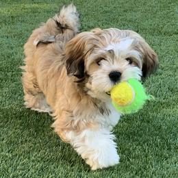 Lhasa Apsos from Bella Donna Lhasa Apso's
