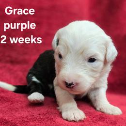 Grace - Gray and white female Old English Sheepdog puppy in Sutherlin, Oregon from Sapphire Eyes Sheepdogs