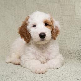 Colin - Parti male Goldendoodle puppy in Barstow, California from Golden Desert Doodles