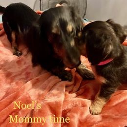 Dachshund Puppies from GretaLo Dachshunds
