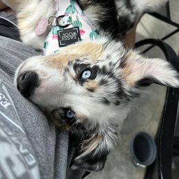 Miniature Australian Shepherd Puppies from Yarborough Kennels