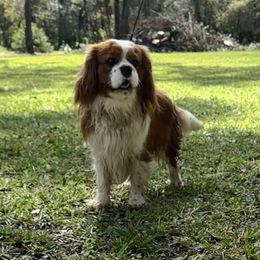 Kingsley - Cavalier King Charles Spaniel