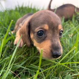 Bay - Sable female Dachshund puppy in Bremen, Georgia from Asapp’s Sweet and Spicy Dachshunds