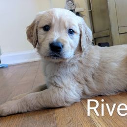Boy 5 - male Golden Retriever puppy in Pamplin, Virginia from Hope & Joy Acres