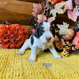 RB5 - Tri-Roan male English Springer Spaniel puppy in Britton, South Dakota from K&S Canines