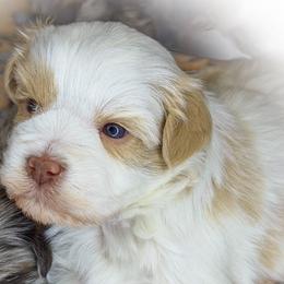 Midas - Parti male Miniature Schnauzer puppy in Dorr, Michigan from Enchanted Paws