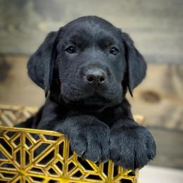 Beorn - Black male Labrador Retriever puppy in Isle, Minnesota from Dog Ear Outfitters
