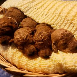 Dalmatian and Poodle Puppies from Reeves Family Standards