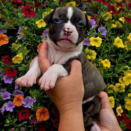 Este - Brown brindle female American Staffordshire Terrier puppy in Clintwood, Virginia from SkyBlue Kennel
