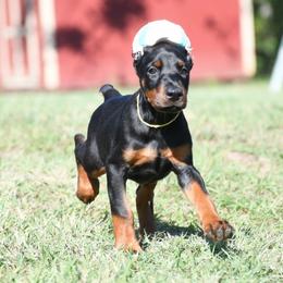 Vendetta - Black and rust female Doberman Pinscher puppy in Overton, Texas from Obsidian Kennel
