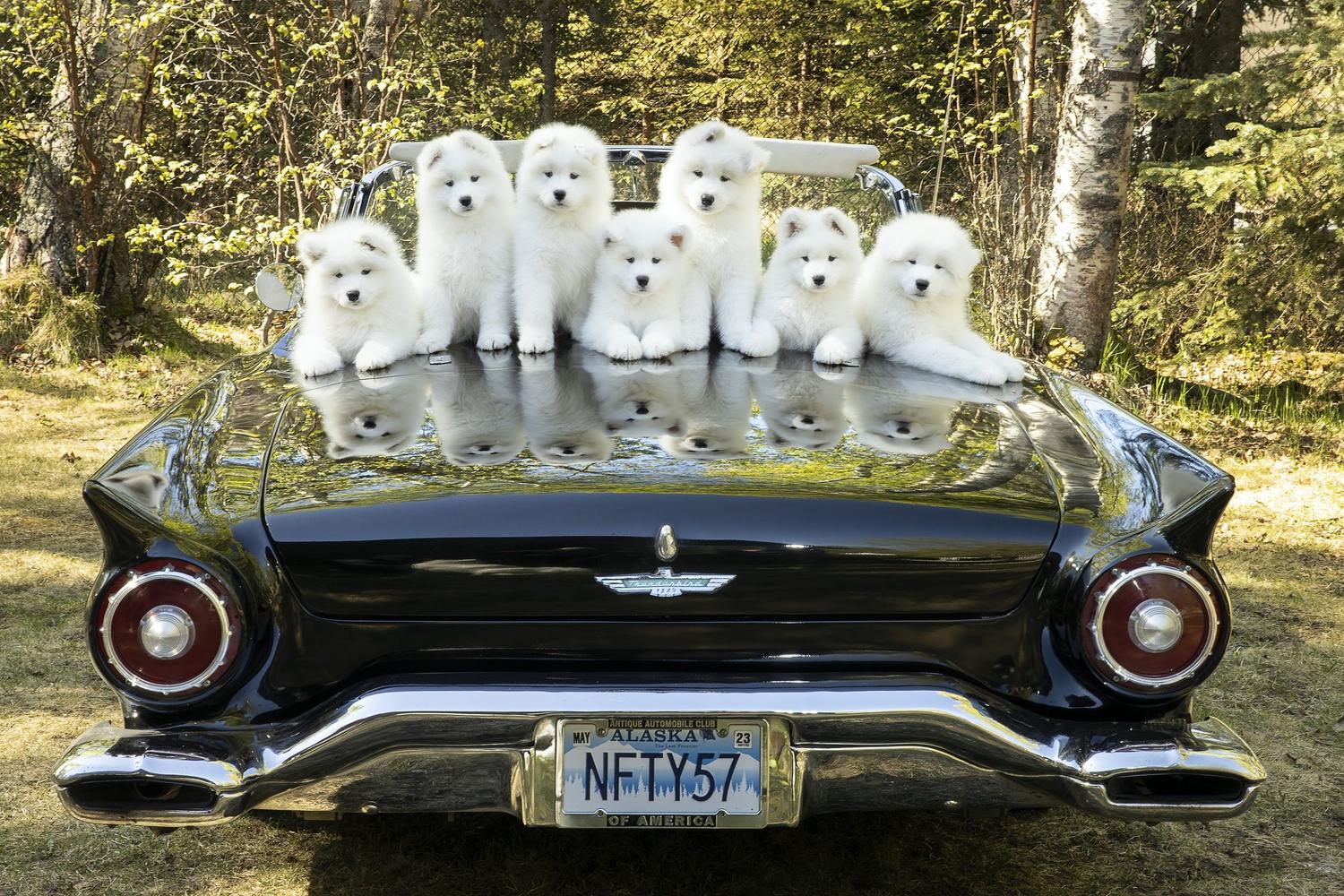Seven Samoyed puppies on top of a car 