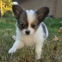 Napoleon (Nippers) - White and sable male Papillon puppy in Mountain Home, Arkansas from King's Papillons
