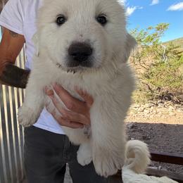 Outlaw Acres Fire Sky Purple Collar Girl (AKC) - White female Great Pyrenees puppy in Tombstone, Arizona from Outlaw Acres Farm & Kennels