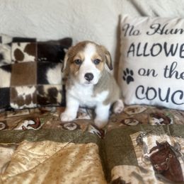 Pembroke Welsh Corgi Puppies from Firehorse Farmdogs