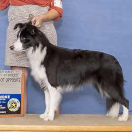 Mr. Pickles - Border Collie