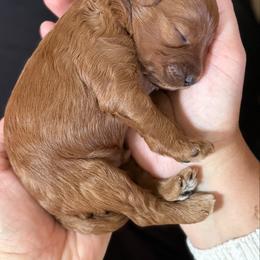 Robert - Red  male Goldendoodle puppy in Gig Harbor, Washington from Nuttall's Goldendoodles