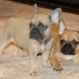 Bonnie - Blue fawn female French Bulldog puppy in Winnsboro, Texas from JP Ranch Bulldogs