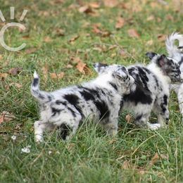 Border Collie Puppies from Shining C Border Collies