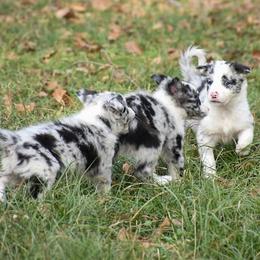 Border Collie Puppies from Shining C Border Collies