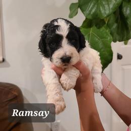 Ramsay - Black and white male Portuguese Water Dog puppy in Atmore, Alabama from Gulf Coast Puppies