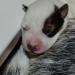 Saber - Red speckled male Australian Cattle Dog puppy in Rogue River, Oregon from FullMoon Cattle Dogs