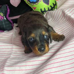 Spotty - Dapple male Dachshund puppy in Lake City, Florida from My Ditzy Doxies of Florida