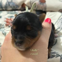 Stella - Black and tan female Yorkshire Terrier puppy in Forest, Virginia from Majestic Touch Kennels and Pet Services