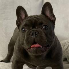 French Bulldogs from BUDZBULLIES