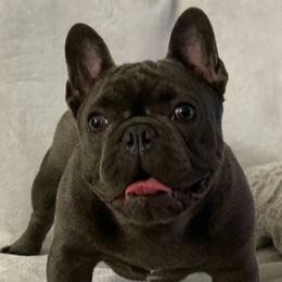 French Bulldogs from BUDZBULLIES