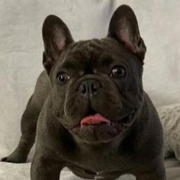 French Bulldogs from BUDZBULLIES